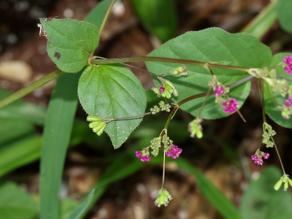 BOERHAVIA DIFFUSA